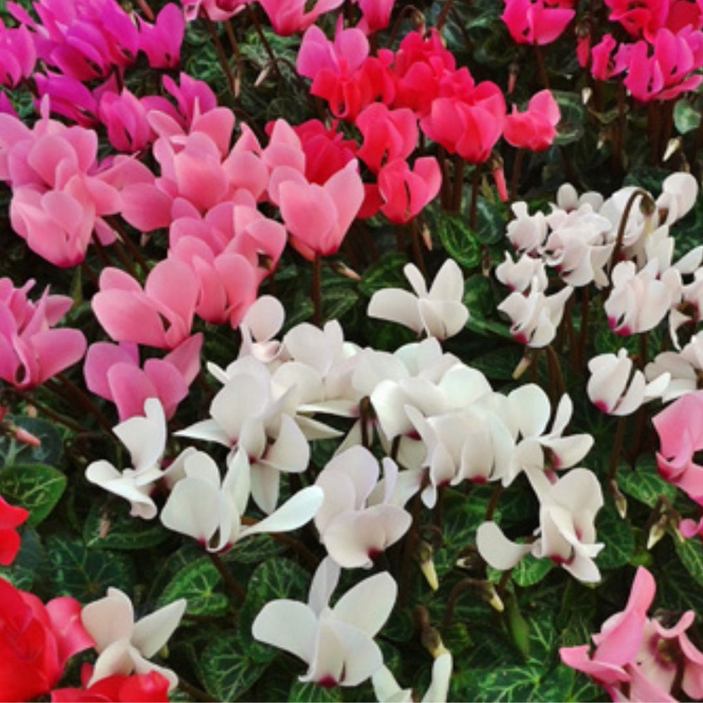 Cyclamen 120mm