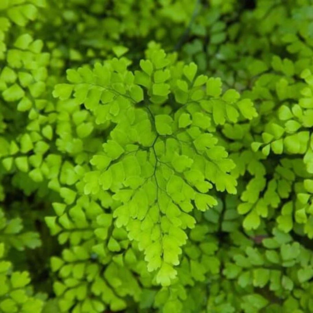 Fern Maidenhair 125mm