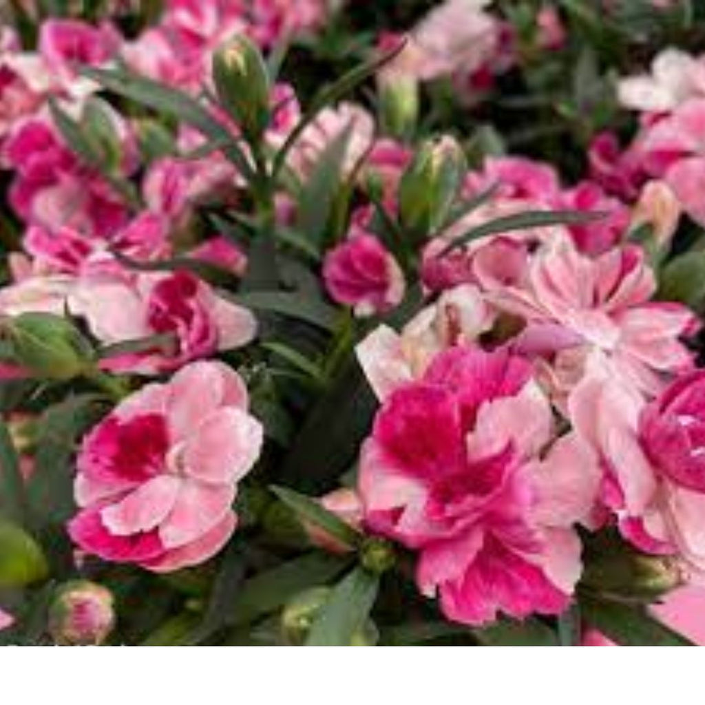 Carnation Pink & Proud 130mm