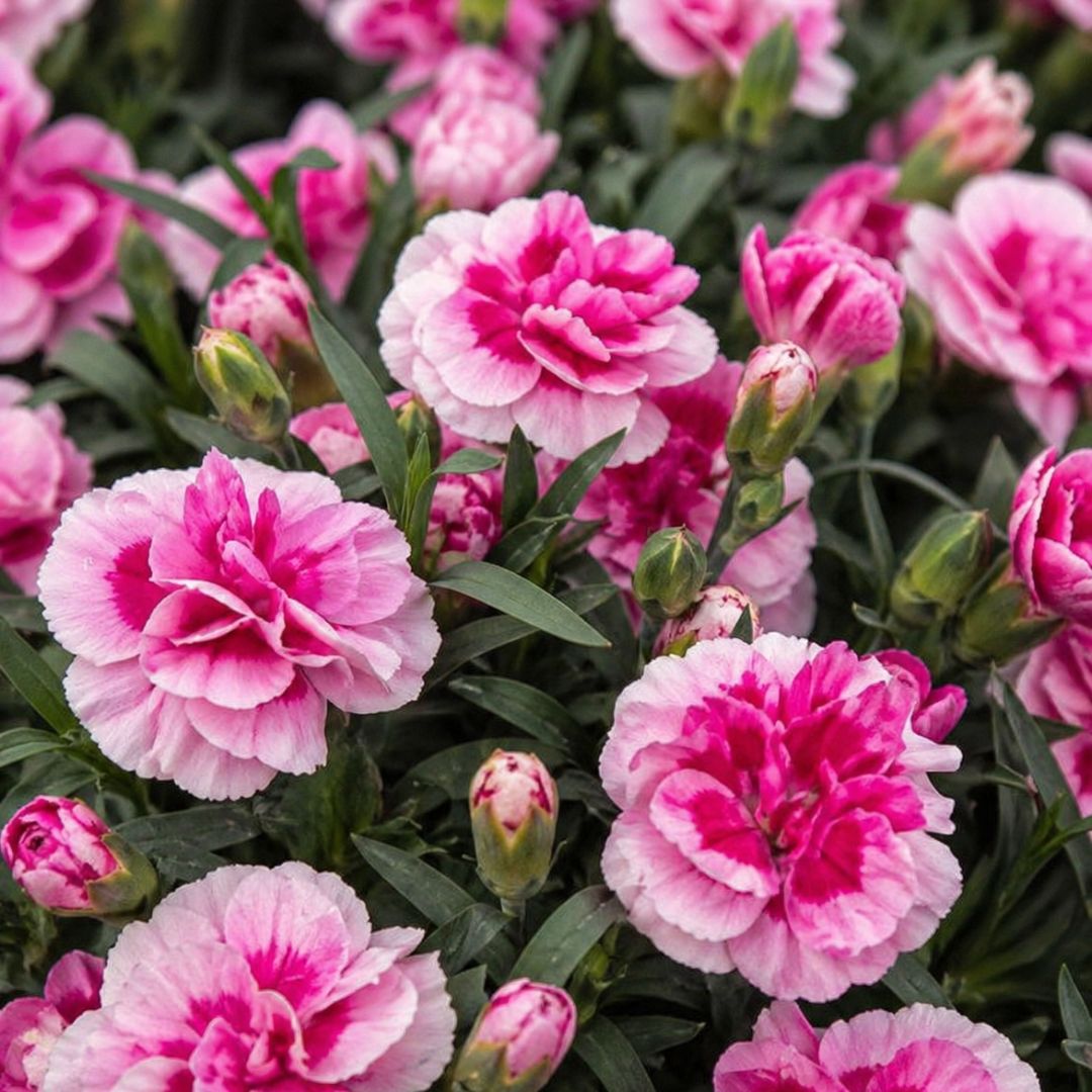 Carnation Pink & Proud 130mm