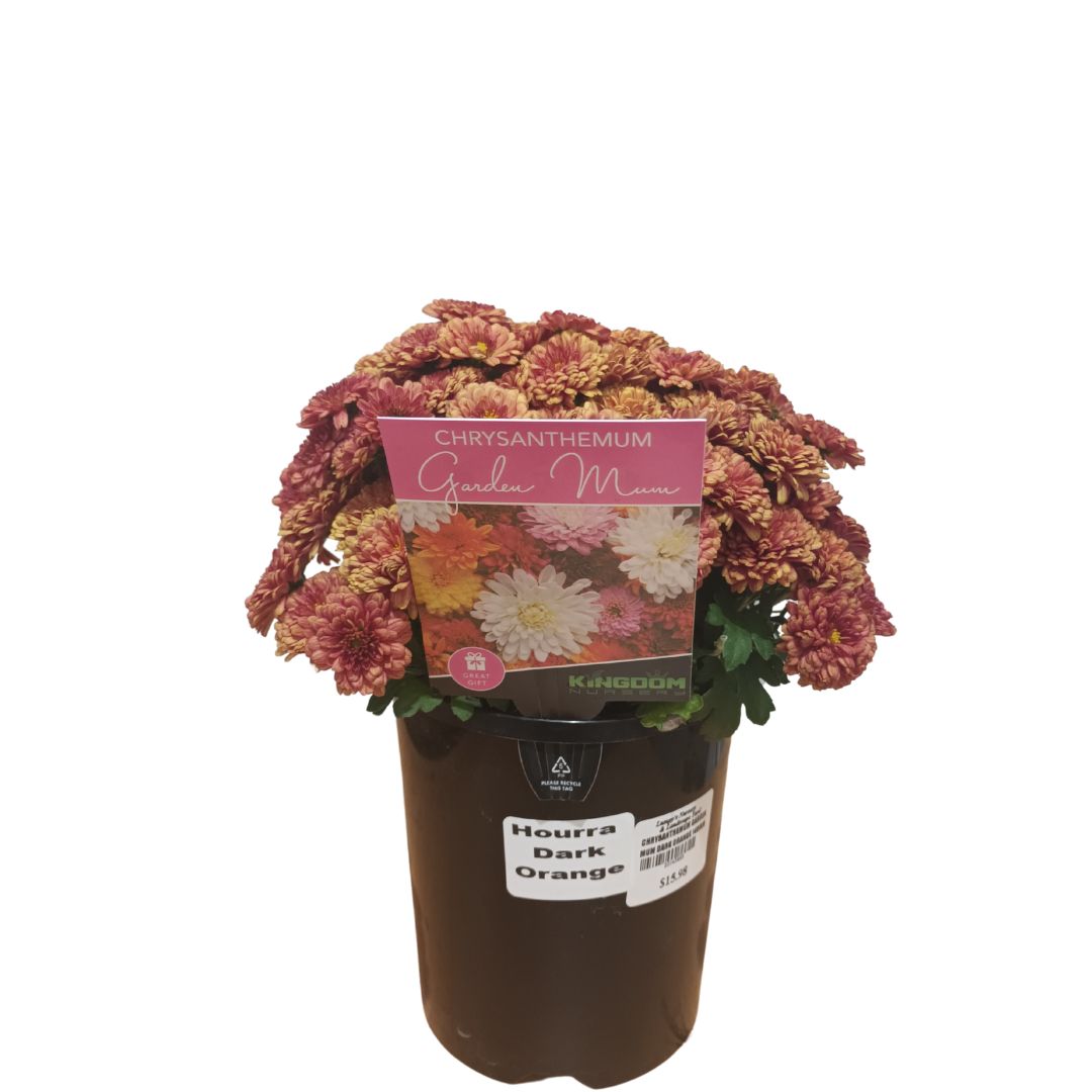 Chrysanthemum Garden Mum Dark Orange 140mm
