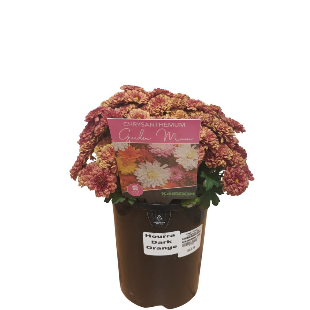 Chrysanthemum Garden Mum Dark Orange 140mm