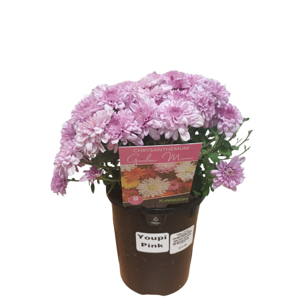 Chrysanthemum Garden Mum Youpi Pink 140mm