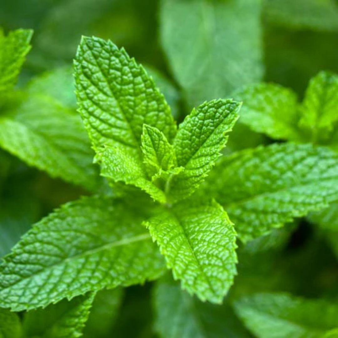 Mint Peppermint 100mm