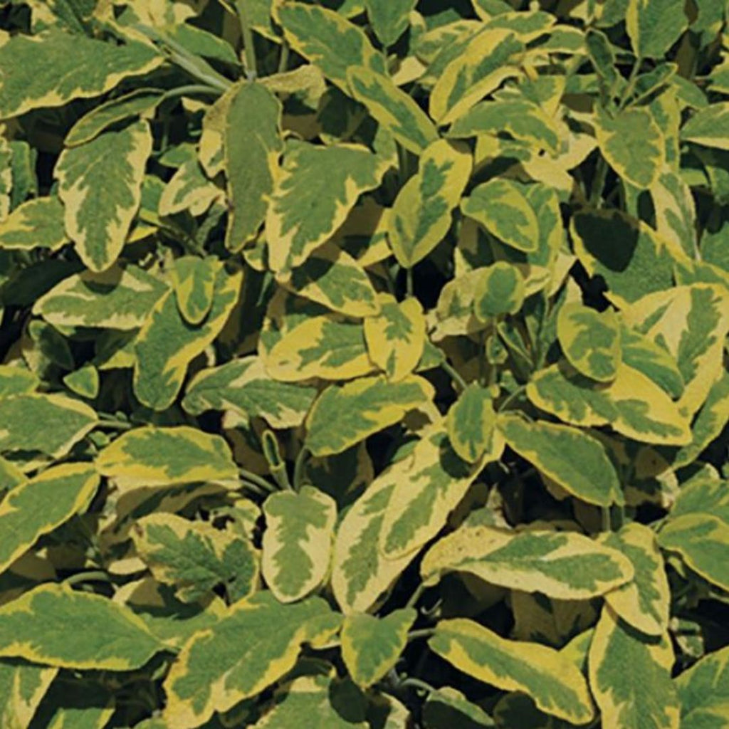 Sage Golden 100mm