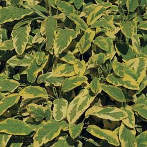 Sage Golden 100mm