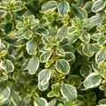 Thyme Varigated Lemon 100mm 