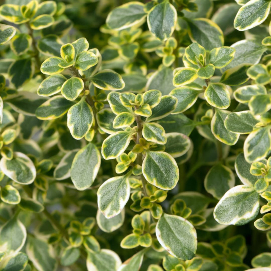 Thyme Varigated Lemon 100mm 