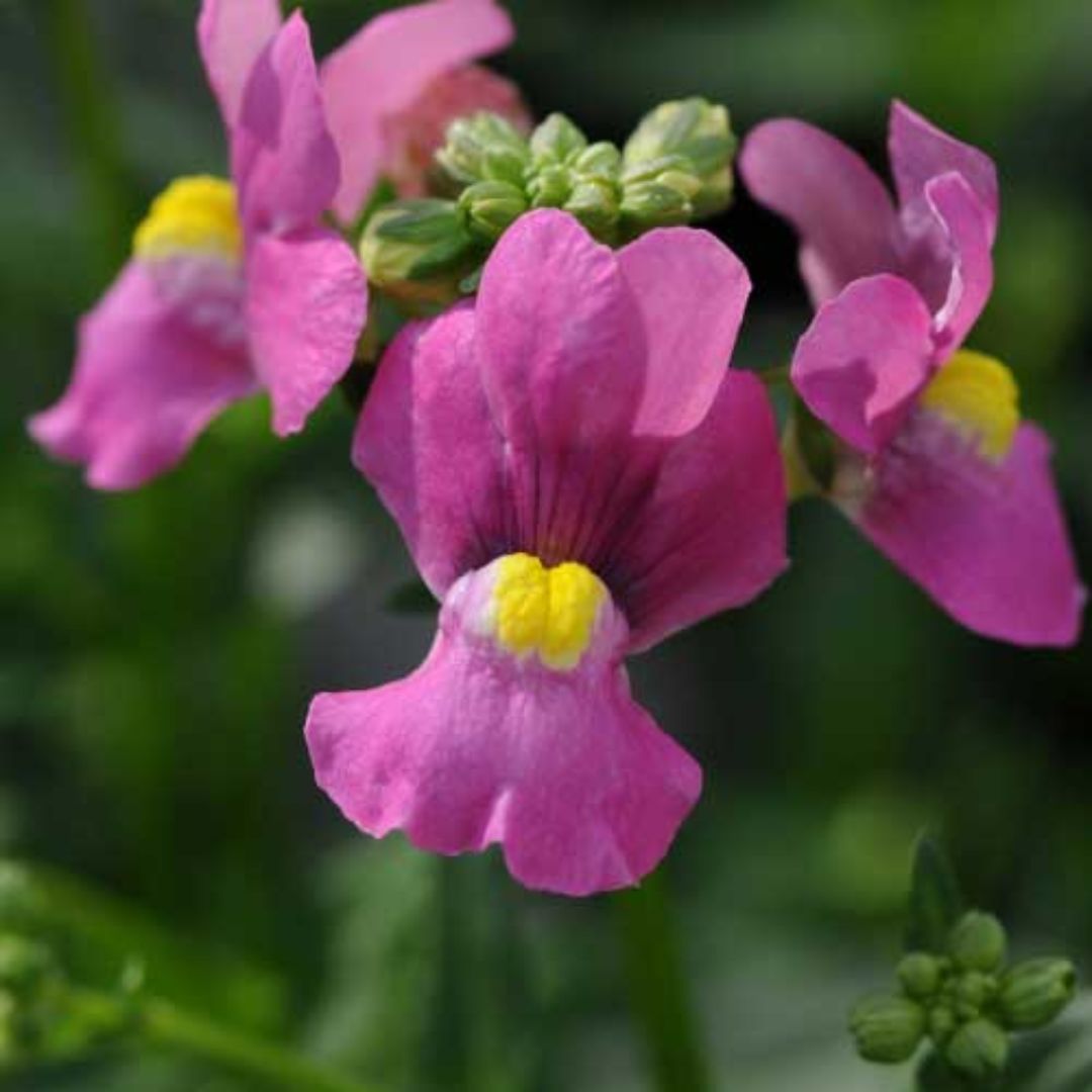 Nemesia Poetry Deep Pink 140mm