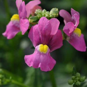 Nemesia Poetry Deep Pink 140mm