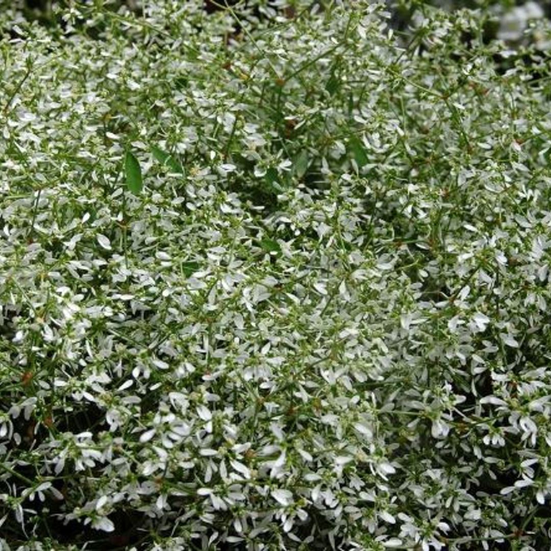 Euphorbia White Sparkle 140mm