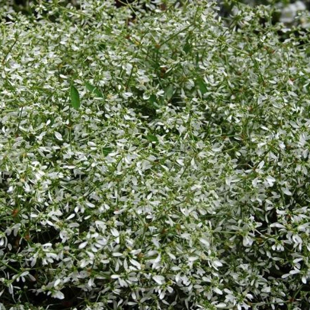 Euphorbia White Sparkle 140mm