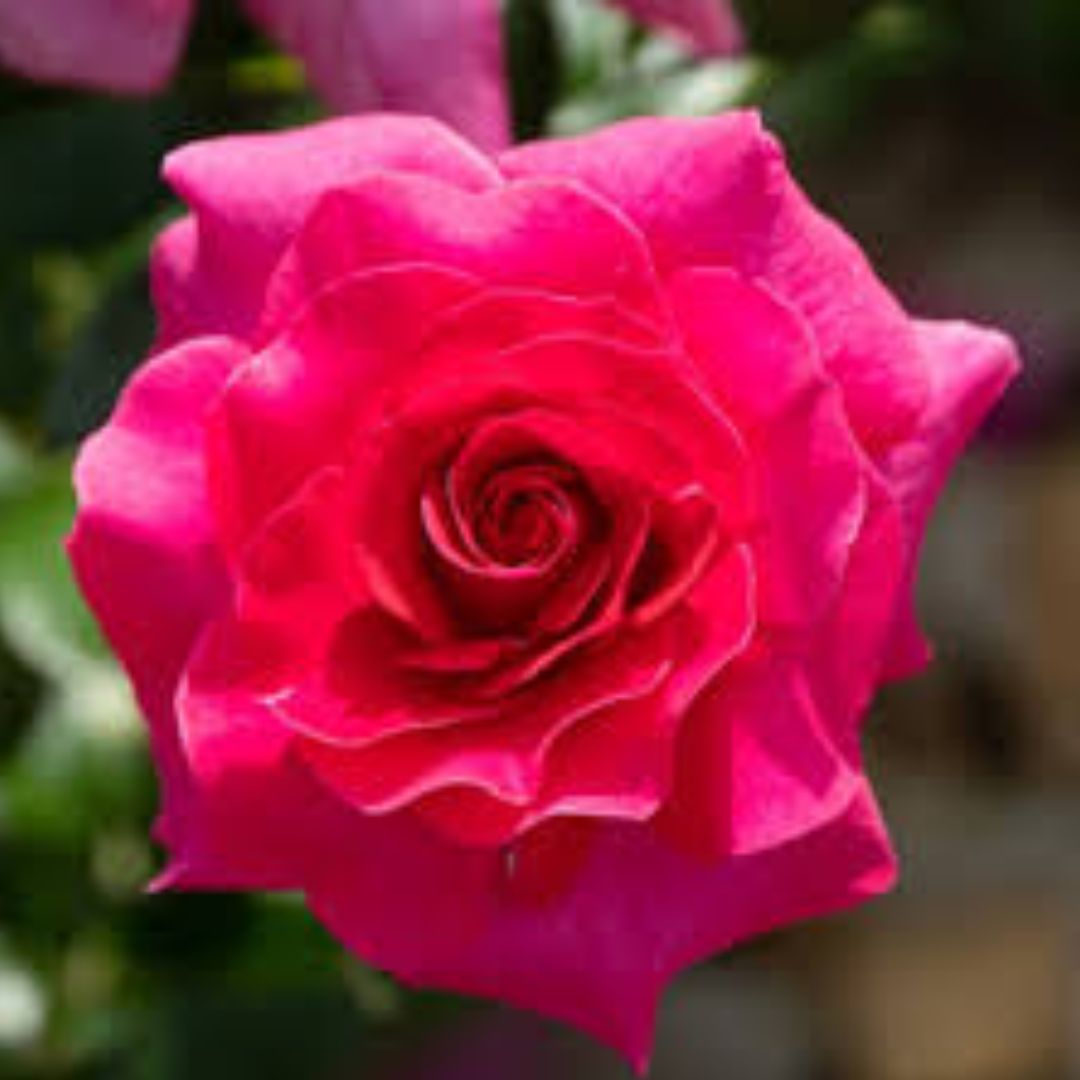 Rose Best Friend 200mm