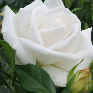 Rose Full Sail 200mm
