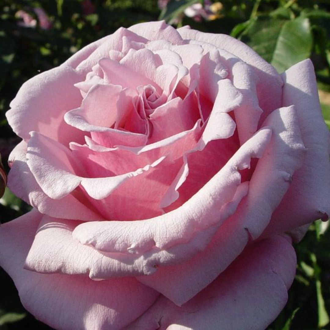 Rose Heaven Scent 200mm