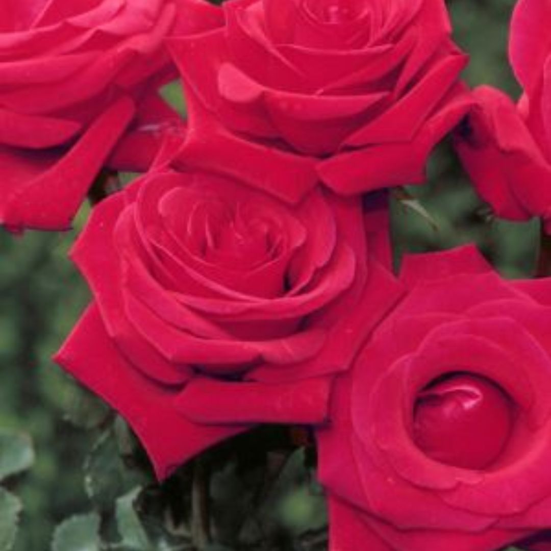 Rose Kardinal 200mm