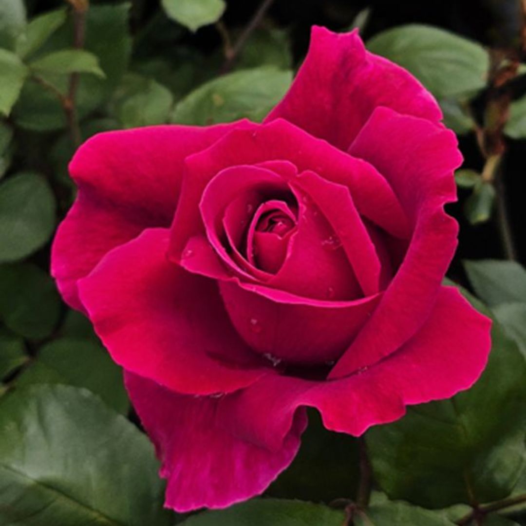 Rose Mr Lincoln 200mm