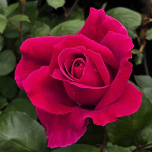 Rose Mr Lincoln 200mm