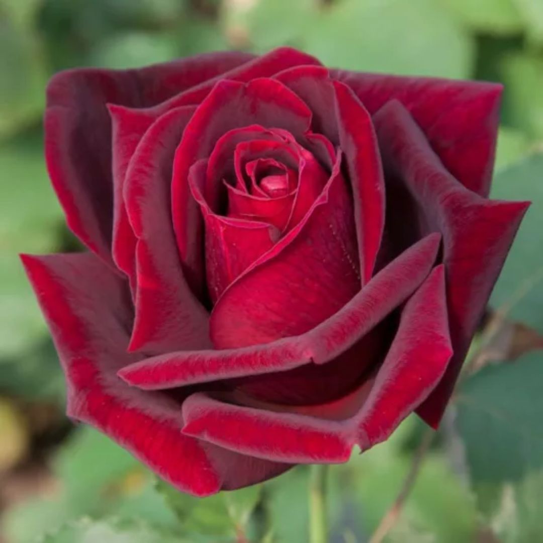 Rose Papa Meilland 200mm