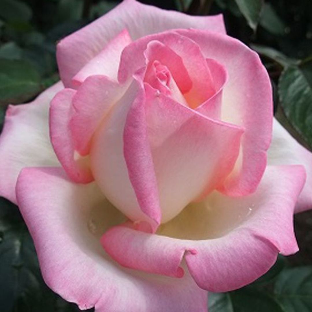 Rose Princess De Monaco 200mm