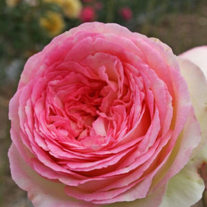 Rose Pierre De Ronsard Clb Soft Pink 200mm