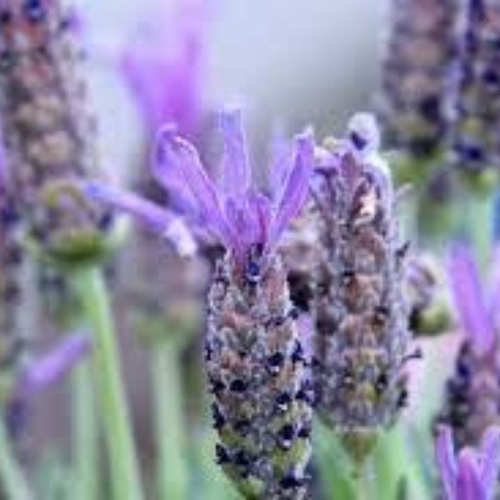 Lavender The King 140mm