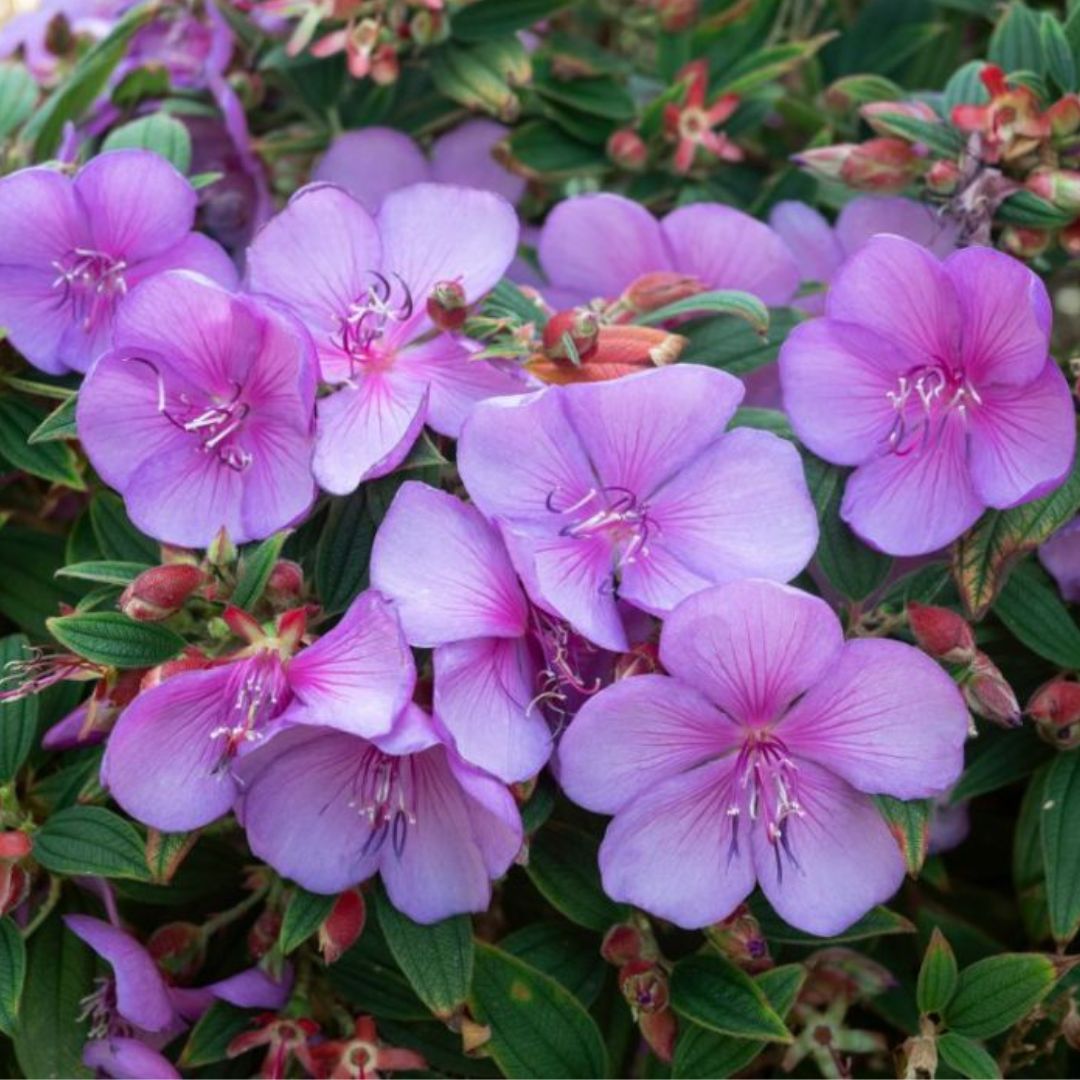 Tibouchina Mojo Baby 140mm