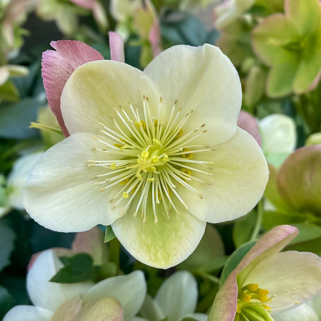 Helleborus Ice Breaker Max 200mm