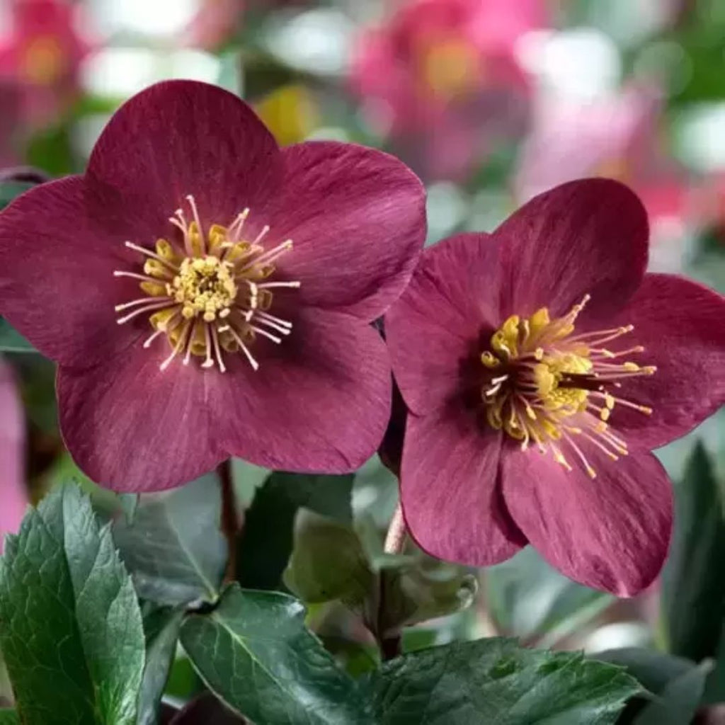 Helleborus Early Red 200mm