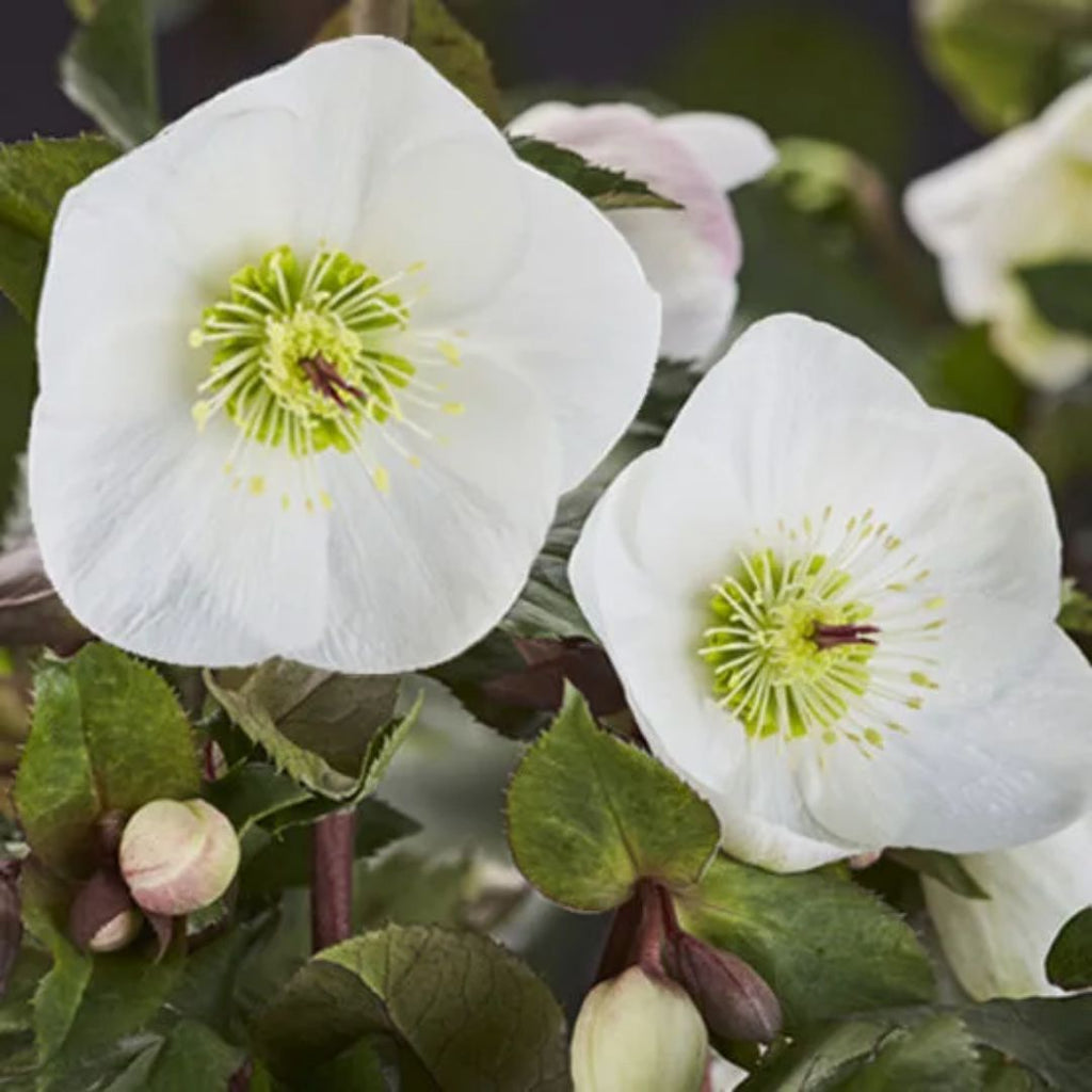 Helleborus White 200