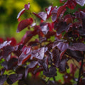 Cercis Canadensis Merlot 300mm