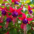 Fuchsia Bella Sacha 140mm