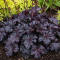 Heuchera Black Taffeta 140mm