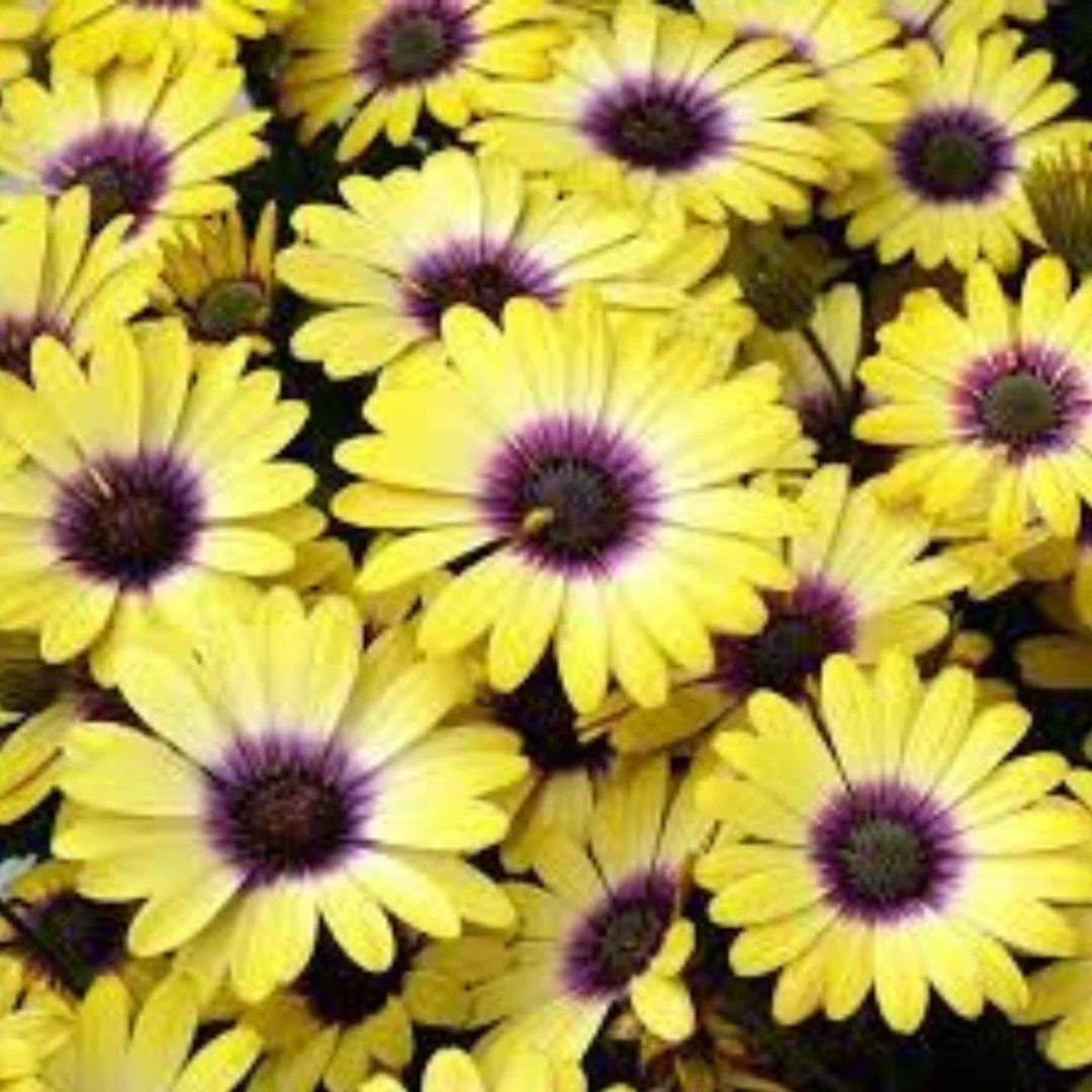 Osteospermum Blue Eyed Beauty 140mm 2