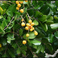 Cupaniopsis Anarcardioiodes 300mm