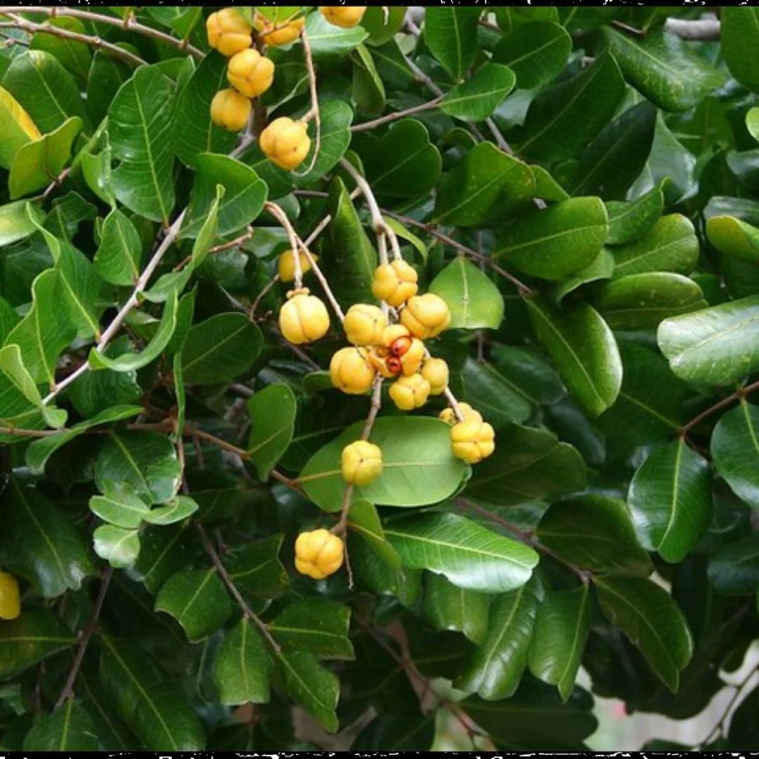 Cupaniopsis Anarcardioiodes 300mm