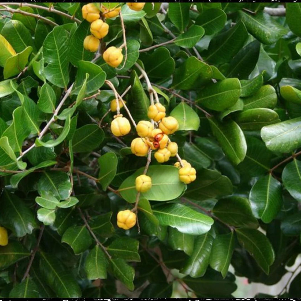 Cupaniopsis Anarcardioiodes 300mm