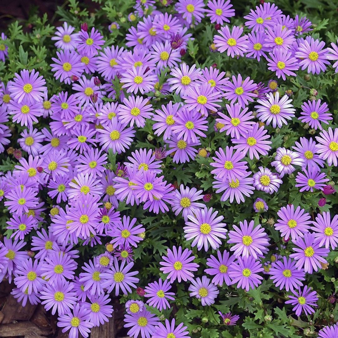 Brachyscome Violet 140mm