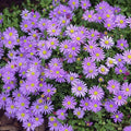 Brachyscome Violet 140mm