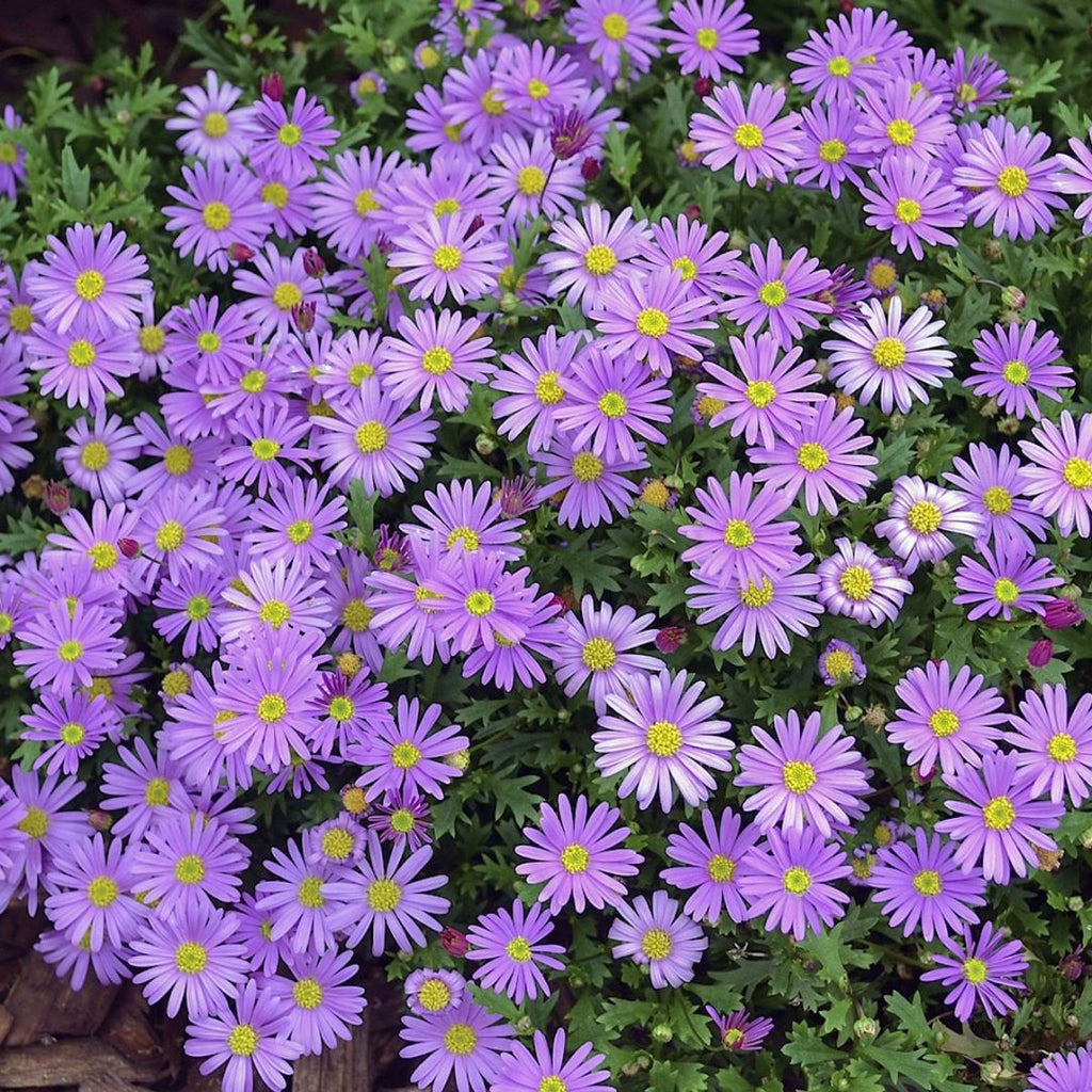 Brachyscome Violet 140mm