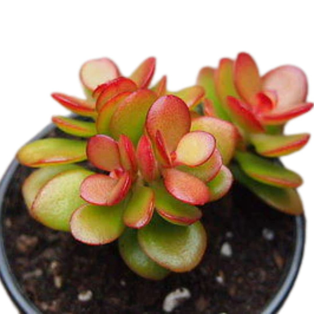 Crassula Ovata Compacta 175mm