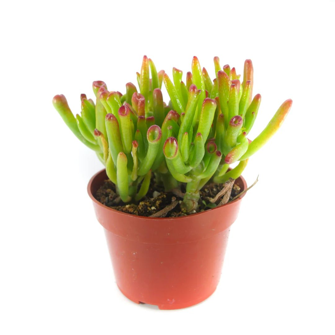 Crassula Ovata Gollum 175mm