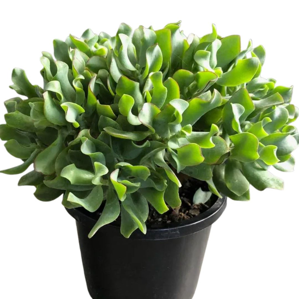 Crassula Ripple Jade 175mm