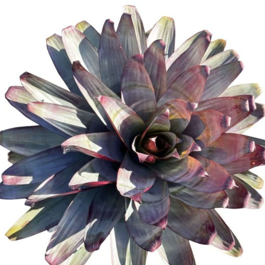 Alcanterea Silver Plum 140mm