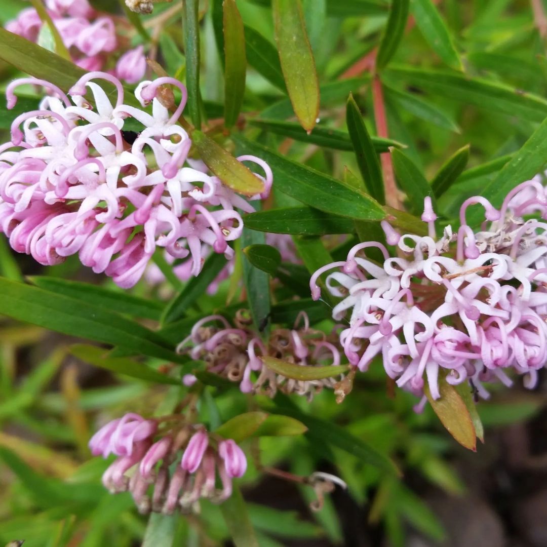 Grevillea Pink Midget 200mm