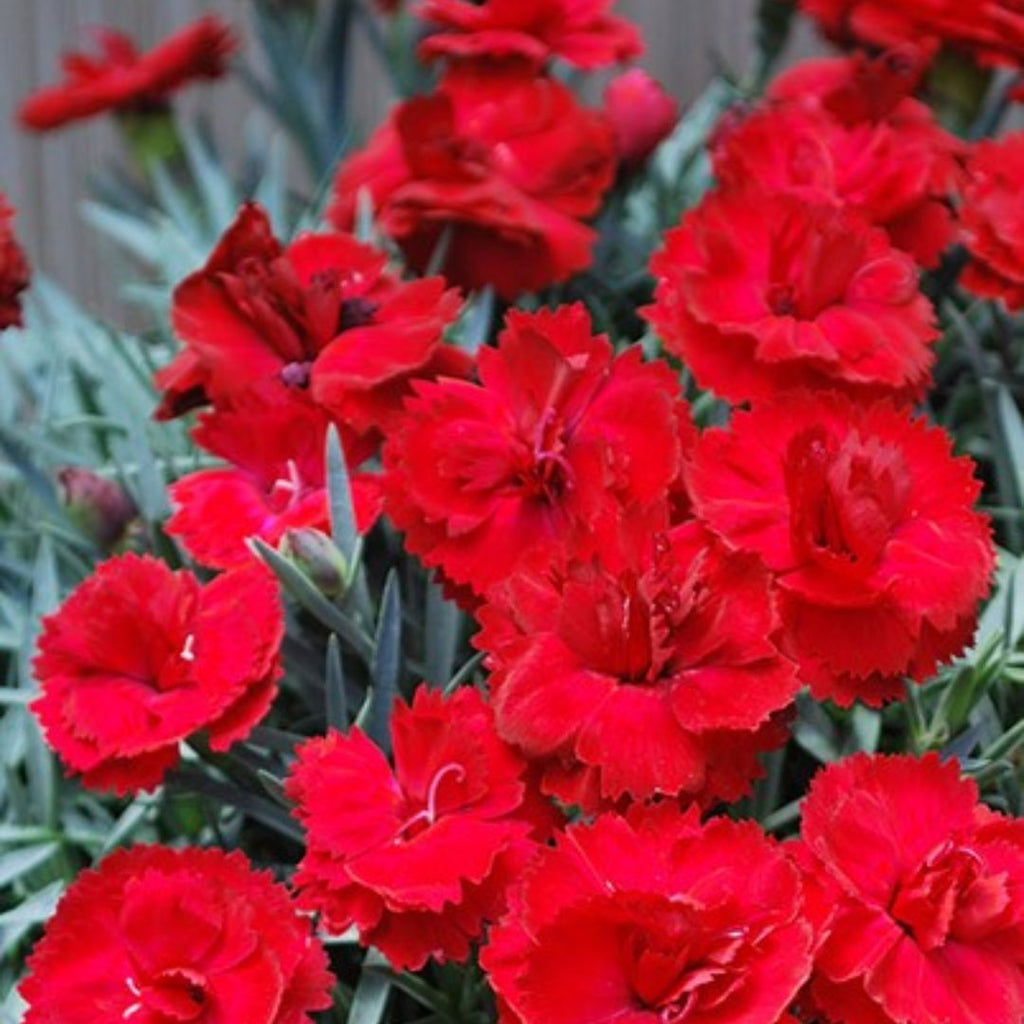 Dianthus Rebekah 140mm