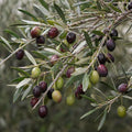 Olive Kalamata 200mm