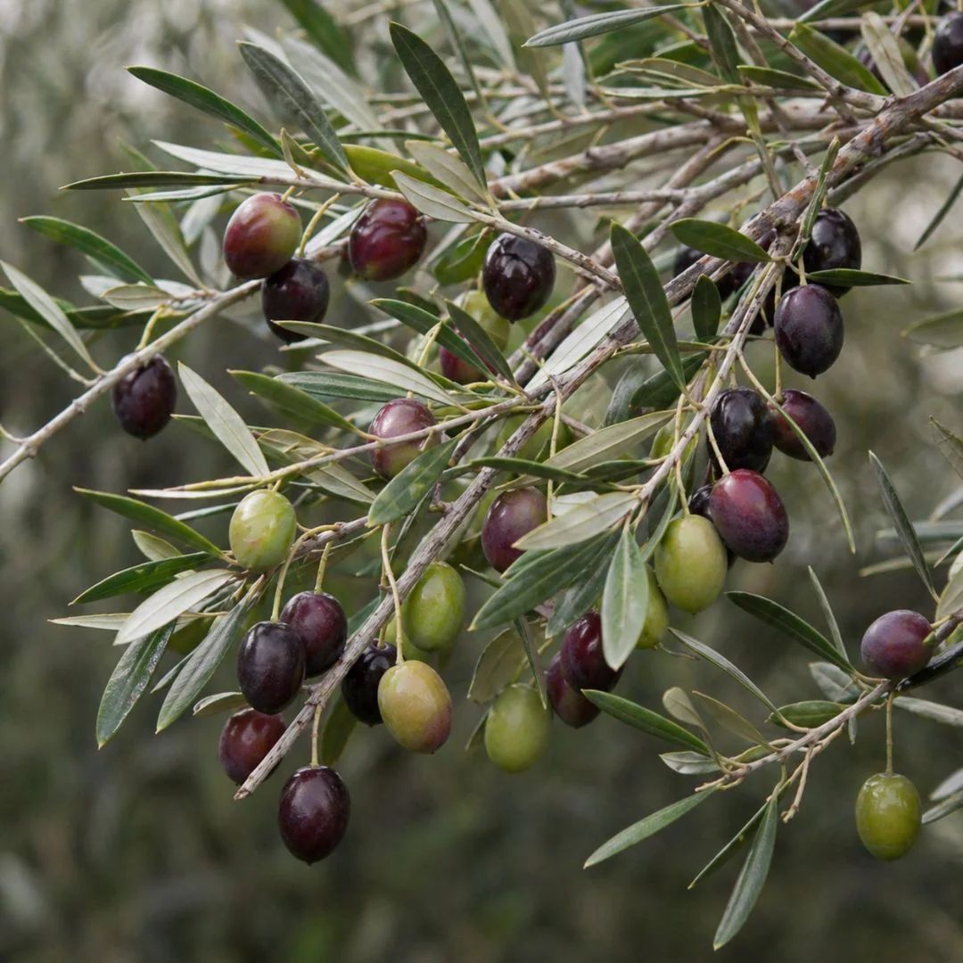 Olive Kalamata 200mm