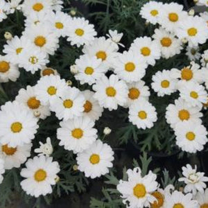 Daisy Argyanthemum Milk 140mm
