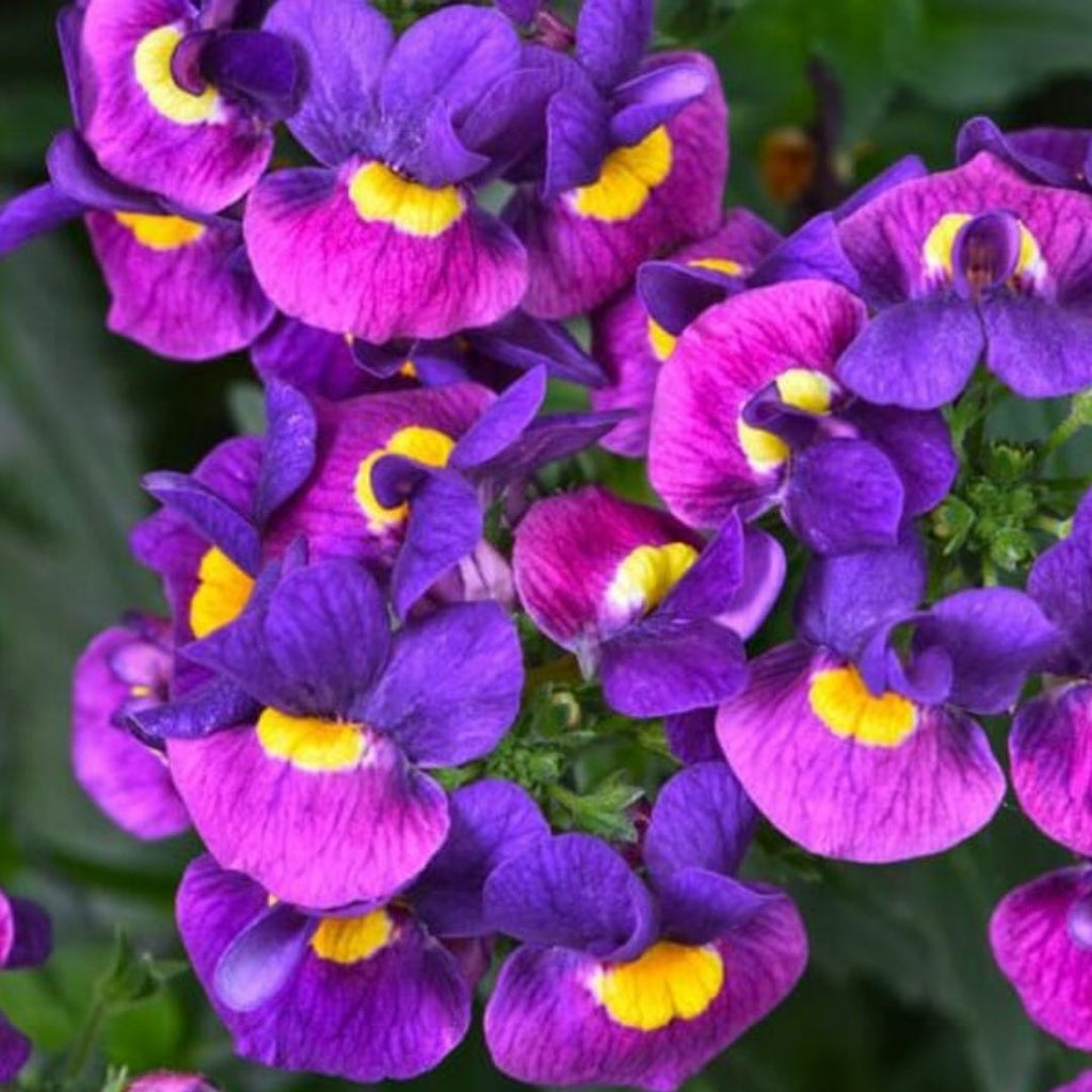 Nemesia Sugarberry 140mm